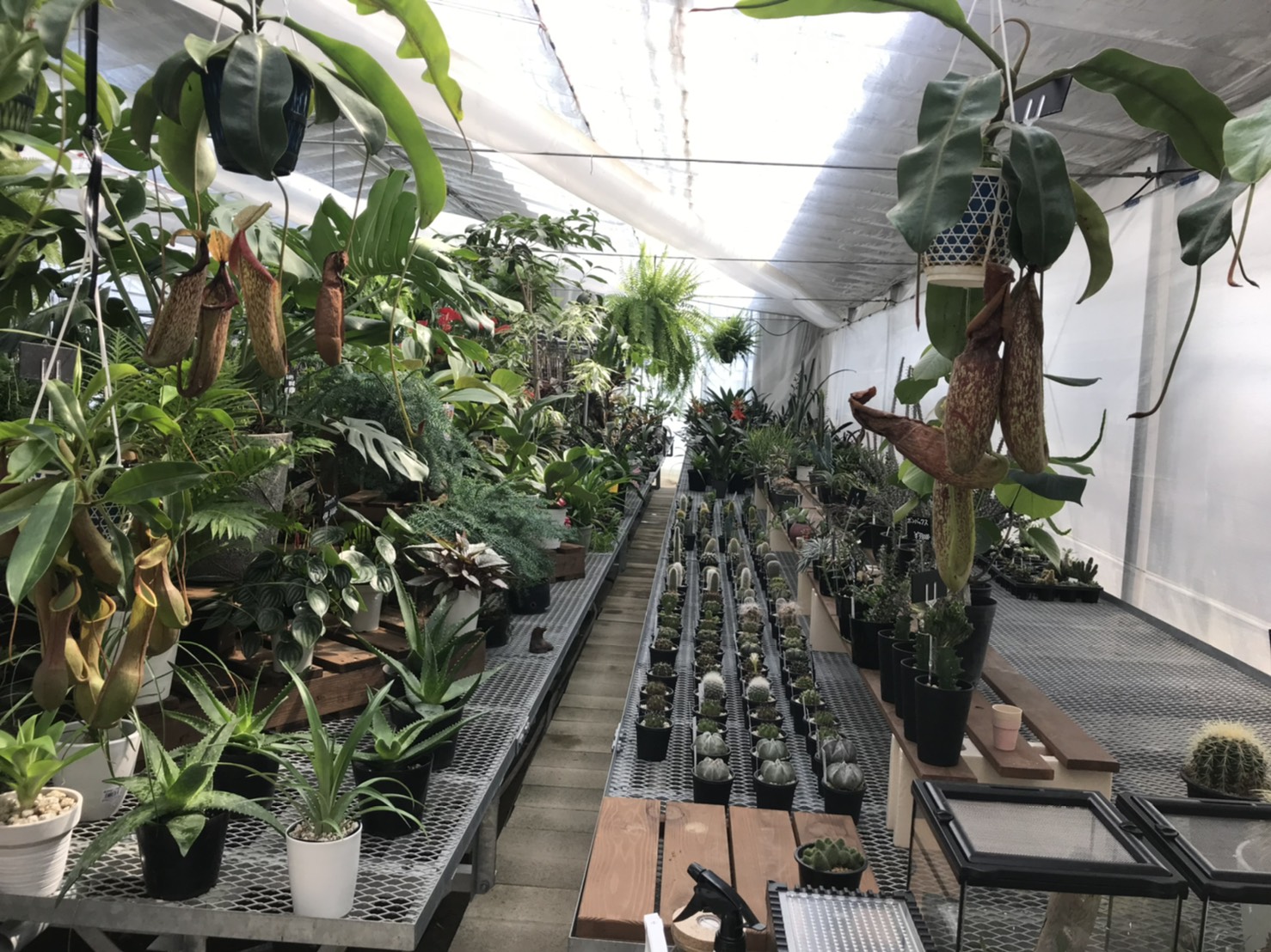 Plantu, a store specializing in foliage plants in Maebashi